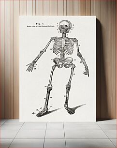 Πίνακας, Anatomy, physiology and laws of health (1885), vintage skeleton illustration by Johnson H. Jordan