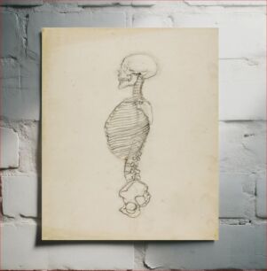 Πίνακας, Anatomy, Solon H. Borglum