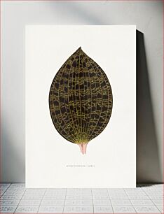Πίνακας, Ancectochilus Lowil leaf illustration