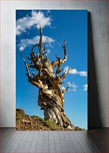 Πίνακας, Ancient Bristlecone Pine Αρχαίο πεύκο Bristlecone