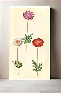 Πίνακας, Anemone coronaria (French anemone) by Maria Sibylla Merian