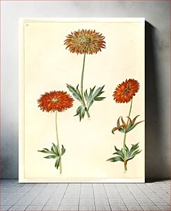 Πίνακας, Anemone ×fulgens (shiny anemone) by Maria Sibylla Merian