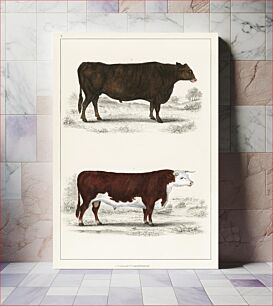 Πίνακας, Animated Nature (1855), a portrait of an ox and a bull