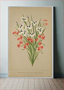 Πίνακας, Anomatheca Cruenta, Vieusseuxie Pavonia (Iris Pavonia–Moreaea Pavonia), Plate 111 from A. C. Van Eeden's "Flora of Haarlem"