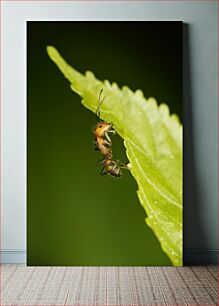 Πίνακας, Ant on a Leaf Μυρμήγκι σε ένα φύλλο