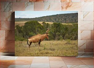 Πίνακας, Antelope in the Wild Αντιλόπη στην άγρια ​​φύση