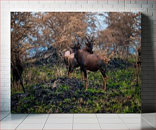 Πίνακας, Antelopes in the Wild Αντιλόπες στην άγρια ​​φύση