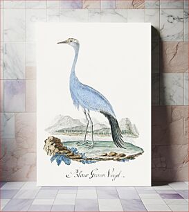 Πίνακας, Anthropoides paradisea: blue crane or Stanley crane (1777–1786) by Robert Jacob Gordon