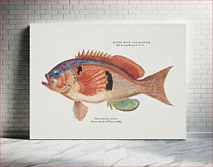 Πίνακας, Antique fish caesioperca rasor sea perch drawn by Fe. Clarke (1849-1899)