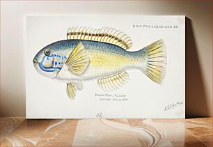 Πίνακας, Antique fish Possibly Notolabrus sp (NZ) : Wrasse drawn by Fe. Clarke (1849-1899)