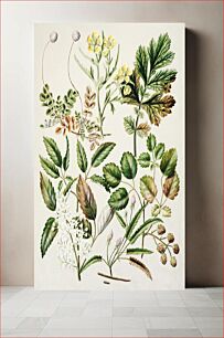 Πίνακας, Antique plant Acaena sanguisorboe - Genn urbanum - R.australis - globra - R.parva - Rubens australis drawn by Sarah Featon (1848–1927)