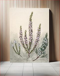Πίνακας, Antique plant Epacris(2species) drawn by Sarah Featon (1848–1927)