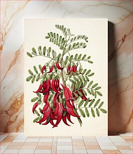 Πίνακας, Antique plant Kowhai - Clianthus puniceus drawn by Sarah Featon (1848–1927)