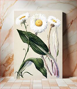 Πίνακας, Antique plant New Zealand mountain daisies drawn by Sarah Featon (1848–1927)