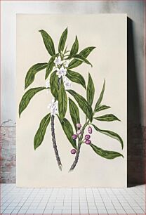 Πίνακας, Antique plant Ngaio drawn by Sarah Featon (1848–1927)