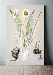 Πίνακας, Antique plant White mountain musk drawn by Sarah Featon (1848–1927)