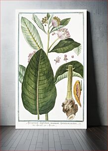 Πίνακας, Apocynum latifolium incanum Syriacum erectum (ca. 1772–1793) in high resolution by Giorgio Bonelli