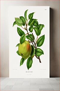 Πίνακας, Appel Var. Dr. Harvey (Apple) chromolithograph plates by Abraham Jacobus Wendel