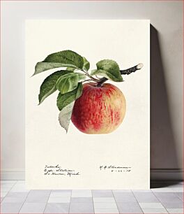 Πίνακας, Apple (Malus Domestica) (1918) by Royal Charles Steadman