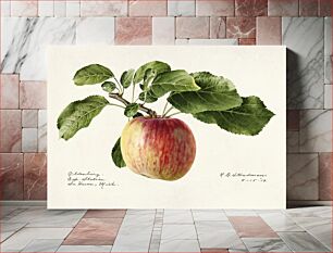 Πίνακας, Apple (Malus Domestica) (1919) by Royal Charles Steadman