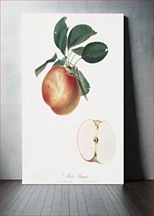 Πίνακας, Apple (Malus domestica) from Pomona Italiana (1817 - 1839) by Giorgio Gallesio (1772-1839)