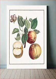 Πίνακας, Apple with Leaf and Fruit Blossom (1768) by Henri-Louis Duhamel du Monceau