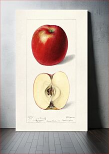 Πίνακας, Apples (Malus Domestica) (1897) by Deborah Griscom Passmore