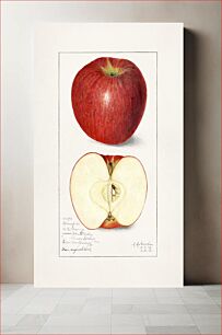 Πίνακας, Apples (Malus Domestica) (1908) byAmanda Almira Newton