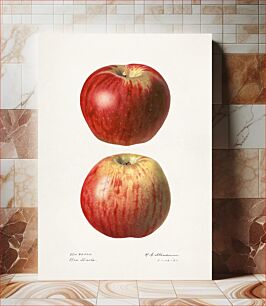 Πίνακας, Apples (Malus Domestica)(1921) by Royal Charles Steadman