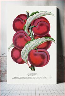 Πίνακας, Apricot plum lithograph from Botanical Specimen published by Rochester Lithographing and Printing Company