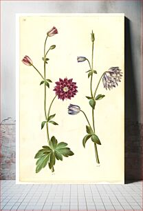 Πίνακας, Aquilegia vulgaris (common columbine) by Maria Sibylla Merian