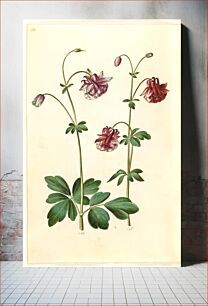 Πίνακας, Aquilegia vulgaris (common columbine) by Maria Sibylla Merian