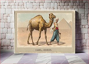 Πίνακας, Arabian Camel, from the Animals of the World series (T180), issued by Abdul Cigarettes