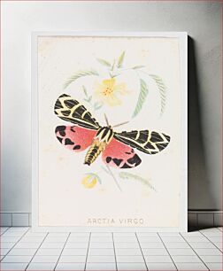 Πίνακας, Arctia Virgo from The Butterflies and Moths of America Part 5