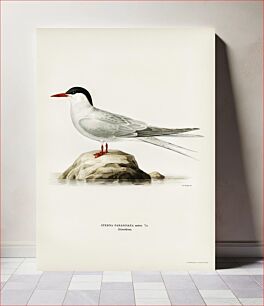 Πίνακας, Arctic tern (Sterna paradisaea) illustrated by the von Wright brothers