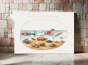 Πίνακας, Argonaut, Squid, Hermit Crabs, Shells and Crab (1575–1580) by Joris Hoefnagel