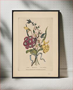 Πίνακας, Aricula [sic], apple blossom, great daffodil / Thackara sc