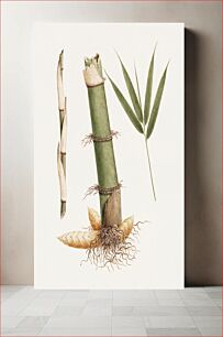 Πίνακας, Arundinaria alpina K. Schum. (African Bamboo): finished drawing of sections of stem and of shoot with leaves (1730–1794) by James Bruce