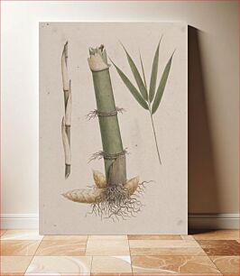 Πίνακας, Arundinaria alpina K. Schum. (African Bamboo): finished drawing of sections of stem and of shoot with leaves