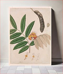 Πίνακας, Ashoka Tree Flower, Leaves, Pod, and Seed, first half 19th century