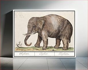 Πίνακας, Asian elephant, Elephas maximus (1596–1610) by Anselmus Boëtius de Boodt