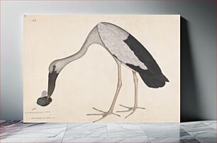 Πίνακας, Asian Openbill Stork (Anastomus oscitans)