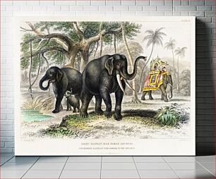 Πίνακας, Asiatic Elephant and Caparisoned Elephant. A History of the Earth and Animated Nature (1820) by Oliver Goldsmith (1730-1774)