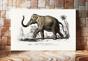 Πίνακας, Asiatic elephant (Elephas maximus) indicus illustrated by Charles Dessalines D' Orbigny (1806-1876)