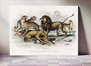 Πίνακας, Asiatic Lion, Lioness, Bengal Tiger, Leopard, and Jaguar. A History of the Earth and Animated Nature (1820) by Oliver Goldsmith (1730-1774)