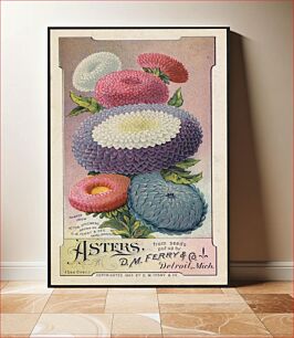 Πίνακας, Asters, from seeds put up by D. M. Ferry & Co., Detroit, Mich