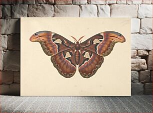 Πίνακας, Atlas Moth by George Edwards