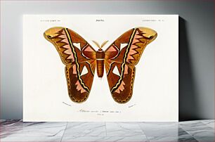 Πίνακας, Attacus Atlas Moth (Attacus Aurora) illustrated by Charles Dessalines D' Orbigny (1806-1876)
