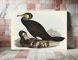Πίνακας, Australian Cormorant (Phalacrocorax Carboides) illustrated by Elizabeth Gould (1804–1841) for John Gould’s (1804-