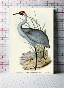 Πίνακας, Australian Crane (Grus Australasianus) illustrated by Elizabeth Gould (1804–1841) for John Gould’s (1804-1881) Bi